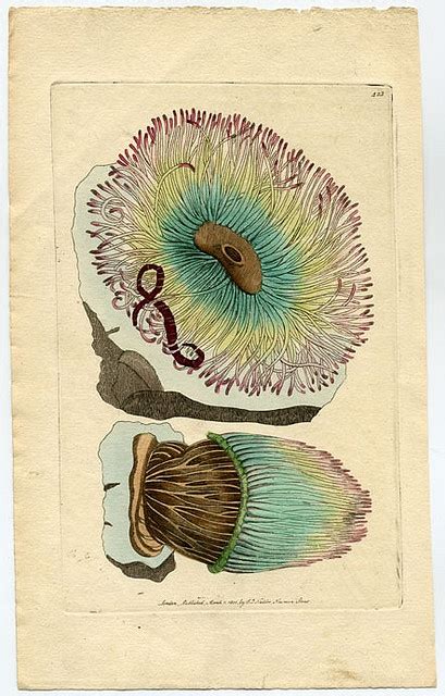 shaw and nodder rose tipped actinia illustrations ~ natural history botanical drawings