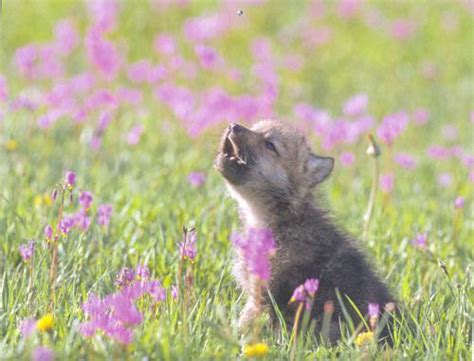 super adorable wolf pup howling   field rwolves