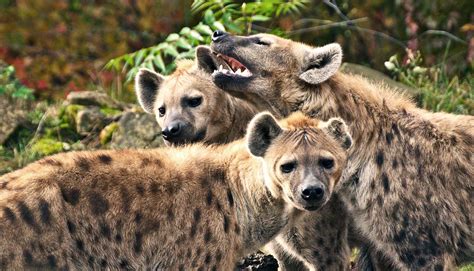 hyena royalty  alliances  stay  top futurity