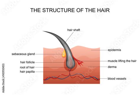 anatomy  hair stock vector adobe stock