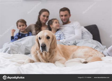 dog  family stock photo  allaserebrina