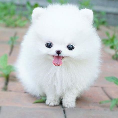 cute fluffy dog dogs photo  fanpop