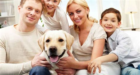 labs good family dogs   active pup  perfect pet