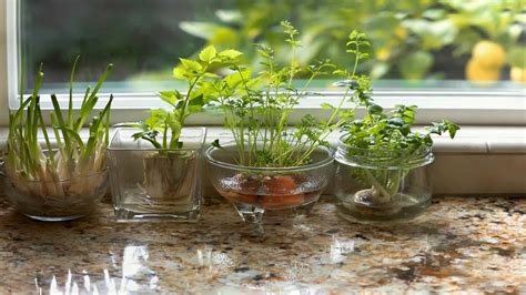 healthful herb plants   grow  water  soil needed