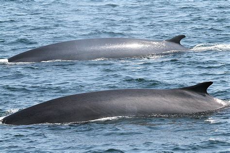 finback whales  stealthvader flickr
