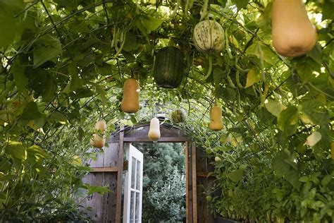 build  butternut squash garden trellis eatingwell