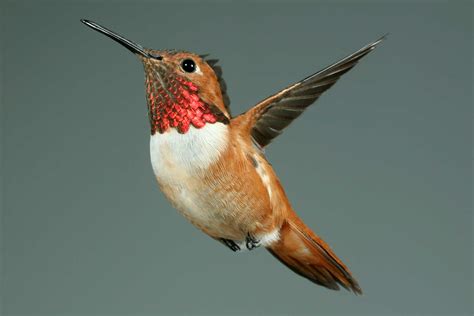 rufous hummingbird digital grin photography forum