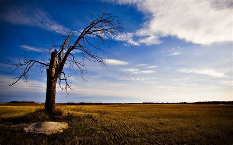 lonely tree  leaves hd wallpaper