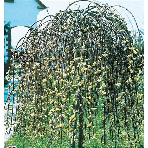 Shop 28 5 Gallon Pink Weeping Pussy Willow Tree Feature Shrub Lw01654