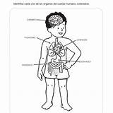 Humano Organos Internos Mismo Primaria Pictoeduca 1º sketch template