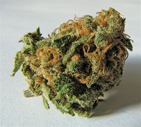 filemacro cannabis budjpg wikimedia commons