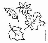 Fall Tree Drawing Leaves Coloring Pages Getdrawings sketch template