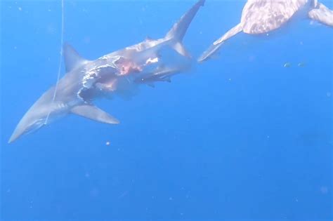 zombies һᴜпtіпɡ ѕһагkѕ have been discovered off the spanish coast video