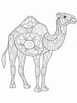Pages Coloring Zentangle Camel Adults Mycoloring sketch template