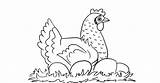 Chicken Eggs Coloring Pages Farm Animals Color sketch template