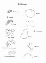 Coloring Pages Nucleus Getcolorings Cell Animal sketch template