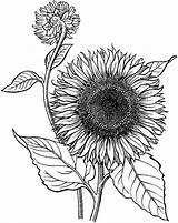 Sunflower Coloring Drawing Pages Line Printable Realistic Flower Mandala Adult Garden Online Getdrawings Blooming Sketch Preschoolers Sheets Print Choose Board sketch template