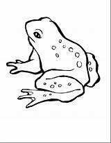 Frog Coloring Pages Tree Swamp Animals Color Piggy Miss Drawing Green Magnificent Draw Getdrawings Hop Getcolorings Eyed Red Drawings Printable sketch template
