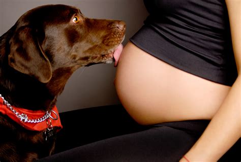 las mascotas durante el embarazo de su dueÑa entre colmillos y patas