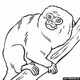 Marmoset Pygmy Clipart Coloring Monkey Tamarin Pages Online Thecolor Clipground 560px 7kb sketch template