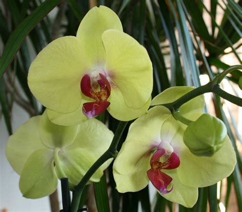 Orchids Phalaenopsis Doritaenopsis And Vanda