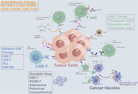 Frontiers Clinical Cancer Immunotherapy Current Progress And Prospects