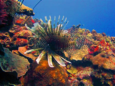 fotoalbum duiken op curacao beleef de ultieme duikervaring