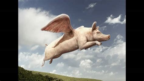 sighted flying pigs situs beragam informasi aktual