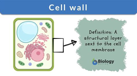animal cell walls   plant cell  definitive guide biology dictionary plant