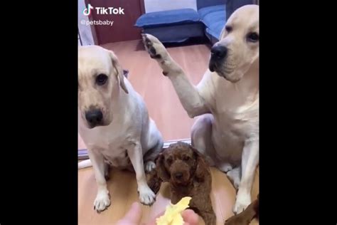 Video Un Perro Delata A Su Compañero Y Se Vuelve Una Estrella Viral