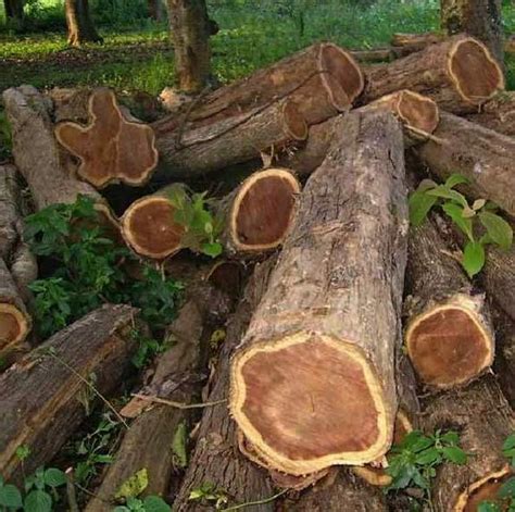 jenis kayu jati  harga  log  olahan terbaru pengadaan