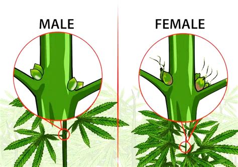 difference between male and female weed plants