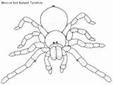 Tarantula Coloring Red Spider Pages Rump Mexican Ws sketch template