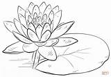 Coloring Lily Water Pad Pages Drawing sketch template