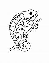 Chameleon Coloring Pages Color Changing Drawing Line Place Getdrawings sketch template