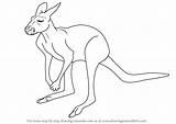 Kangaroo Red Drawing Draw Kangaroos Step Easy Kids Tutorial Animals Tutorials sketch template