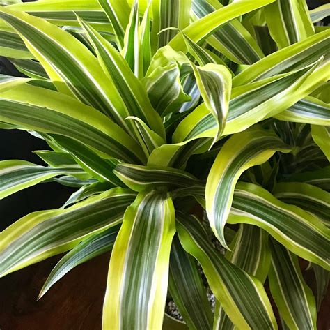 dracaena  types insectza