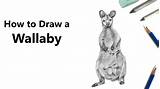 Wallaby Drawing Draw Drawings Paintingvalley sketch template