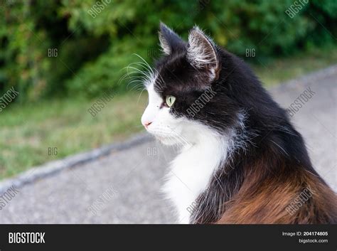 cat face side view image photo  trial bigstock
