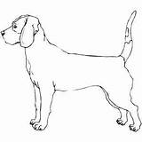 Coloring Coon Dog Bloodhound Drawing Designlooter Treeing Pages 11kb 300px Getdrawings Dogs sketch template