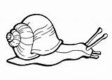 Snail Snails Creeping sketch template