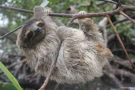 pygmy  toed sloth bradypus pygmaeus