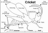 Cricket Insect Crickets Carle Activities Insects Pbworks sketch template