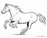 Cheval 2237 Coloriage Colts Colorier Coloringhome Coloriages sketch template