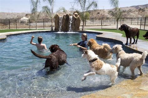 dog boarding    pool loankas