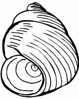 Snail Clam Seashell Exquisite sketch template