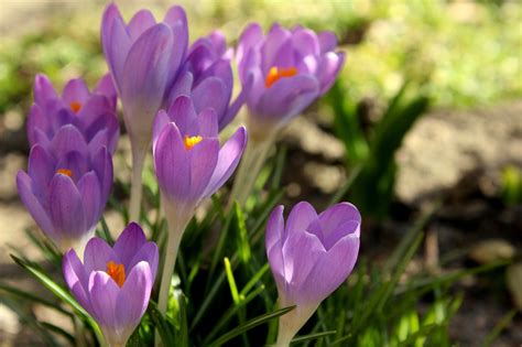 saffron learn origin medicinal uses modern cultivation