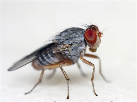 great challenge    rid   prevent fruit flies   home