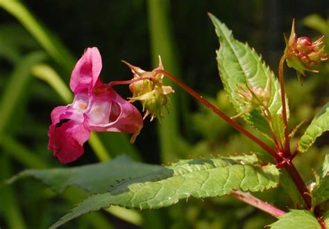impatiens glandulifera red wine grows on you