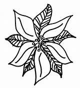 Poinsettia Coloring Drawing Christmas National Rough Color Clipartmag Netart sketch template